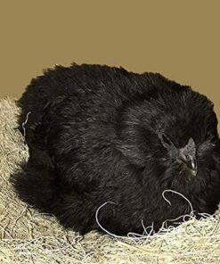 MagJo Premium Aspen 12 Pack Excelsior Nesting Liners (12 Pack), Chicken Bedding for Nesting Box, Nesting Pads Box Liners, Chicken Bedding for coop, Chick Bedding, USA Grown & Sustainably Harvested 30 51XDdjRQAdS