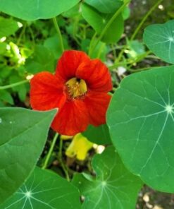 Wildflower Seeds Butterfly and Humming Bird Mix - Large 1 Ounce Packet 7,500+ Seeds - 23 Open Pollinated Annual and Perennial Species 1 Ounce Pouch 55 51XLyDKlmmL