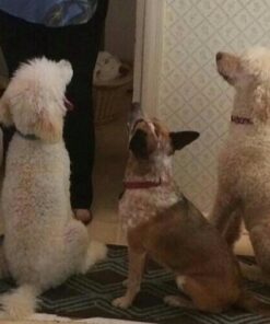 Rachael Ray Nutrish Limited Ingredient Lamb Meal & Brown Rice Recipe, Dry Dog Food, 14 Pound Bag (Packaging Design May Vary) Dry Food 14.00 Pound (Pack of 1) 38 51XWrjpcAEL