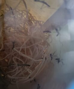 Praying Mantis Egg Case with Hatching Habitat Cup - 2 Praying Mantids Egg Cases 2 Egg Pod Habitat Cup 55 51XYAyTKkL