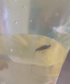 Combat Max 12 Month Roach Killing Bait, Small Roach Bait Station, Child-Resistant, 18 Count 31 51XhLRSY9L