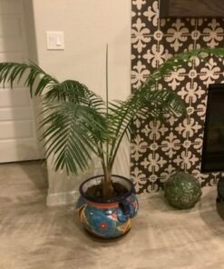 Jobe’s 05101, Fertilizer Spikes, For Fern & Palm, 30 Spikes 27 51Y432FmHEL