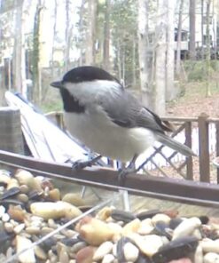 Kaytee Wild Bird Food Nut & Fruit Seed Blend For Cardinals, Chickadees, Nuthatches, Woodpeckers and Other Colorful Songbirds, 5 Pounds 5 Pound (Pack of 1) 33 51Y6Mty3nSL