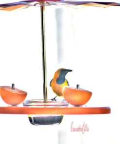 Kettle Moraine Super Oriole Recycled Orange Fruit, Jelly, Mealworm Bird Feeder w/Orange Roof 45 51YE0Kd2APL