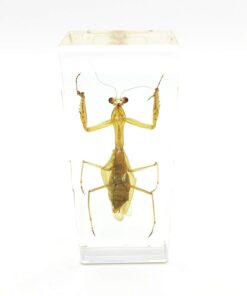 Praying Mantis(Mantis)(rearhorse) Paperweight Specimen Science Education Specimens(4.4x1.6x1.1") 6 51Yny824XXL