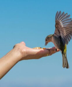 Wakefield Extra Large Virginia Peanuts for Animals, 25 LBS Peanut 25 Pound (Pack of 1) 27 51YqRJQQ2BL