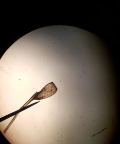 CB 7101S1 72-Pieces Blank Microscope Slides & 100-Pieces Square Cover Glass 1 Unit (Slide and Cover) 9 51YvRyQXBnL