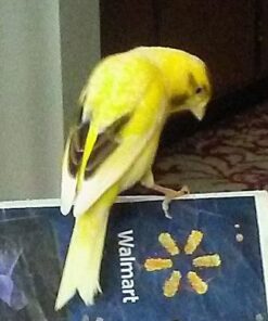 Living World - Spray Millet, 17.6 Oz – Premium Treat for Budgies, Canaries, Finches, Cockatiels and Other Pet Birds 1.1 Pound (Pack of 1) 22 51Yyne6I5tL