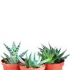 3 Different Aloe Plants - Easy to Grow/Hard to Kill! - 3" Pots 56 51Z2asU5uoL