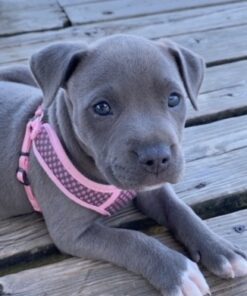 Three Dog Bakery Soft Baked Classic Cookies with Oats and Apple, Premium Treats for Dogs, 13 Ounce Box (114334) 13 Ounce (Pack of 1) 28 51Z4GtSAhQL