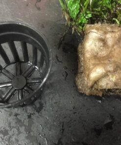 Bolbitis Difformis Baby Leaf Fern Potted Live Aquarium Plants for Freshwater Fish Tank by Greenpro 33 51ZmCYCPl8L