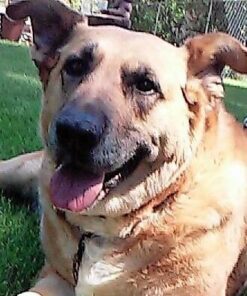 Hill's Science Diet Dry Dog Food, Large Breed Adult 6+ Senior, Chicken, Barley & Rice Recipe, 33 lb. Bag 33 Pound (Pack of 1) 29 51a1VBqb8nL