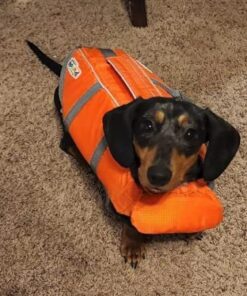 Outward Hound Granby Splash Orange Dog Life Jacket, Small Granby (Flotation) Small (Chest Girth: 16"-20") 39 51aA1u4FLIL