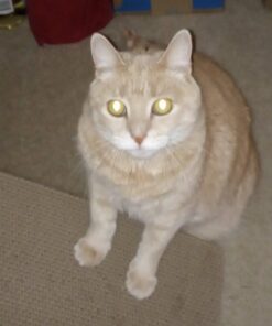 GoPets Premium Cat Scratcher - Wedge Shaped Corrugated Cardboard, Ergonomic Scratching Posts, Reversible Design, Lasts 2X Longer, with 1 Pack Catnip & Hidden Toy Cutouts for Endless Feline Play Fun 48 51aDCzOJR4L 1