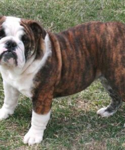 GREENIES Original Regular Natural Dog Dental Care Chews Oral Health Dog Treats, 27 oz. Pack (27 Treats) 27 Count (Pack of 1) 53 51aMpII7aOL