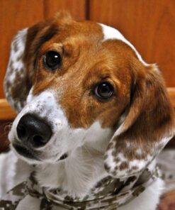 Adams Flea & Tick Spray For Dogs and Cats | Kills Fleas and Ticks Through Contact, Kills Flea Eggs, Flea Larvae, and Prevents Flea Egg Hatch | Controls Flea Reinfestation For Up To 2 Months | 16 Oz 38 51aiXr6F1bL