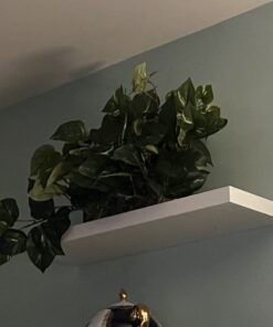Nearly Natural 15in. Pothos Ledge Plant (Set on Foam) Silk Plant,Green 42 51arVwkkfJL
