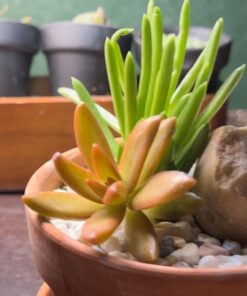 FATPLANTS 10 Living Succulent Cuttings 51 51azGLUzRL