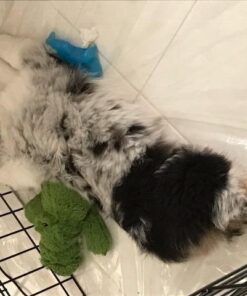 KONG - Cozie Ali Alligator - Indoor Cuddle Squeaky Plush Dog Toy - For Medium Dogs Standard Packaging 38 51b ZcRZYDL