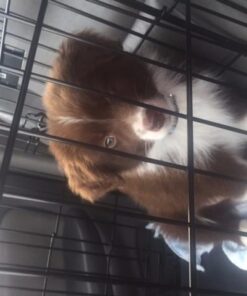 MidWest Homes for Pets Small Dog Crate, Life Stages 24' Double Door Folding Metal Dog Crate | Divider Panel, Floor Protecting Feet, Leak-Proof Dog Pan| 24L x 18W x 19H Inches, Small Dog Breed 24.0"L x 18.0"W x 19.0"H Lifestages; Double Door 31 51b5P13HBaL