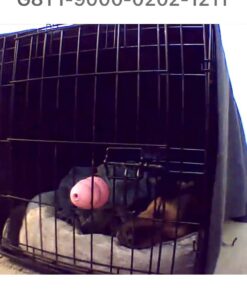 Zesty Paws Calming Chews for Dogs Composure & Relaxation for Everyday Stress & Separation Advanced Melatonin 90 Count Turkey - Melatonin 90 Count (Pack of 1) 35 51bImWepmvL