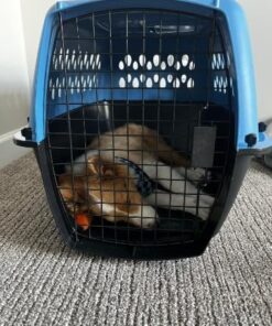 Petmate Pet Porter Fashion Dog Kennel 26", Parisian Blue & Black, for Pets 20-25lbs, Made in USA 26.0"L x 18.6"W x 16.5"H 39 51bMeHYuj5L