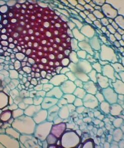 AmScope B120C-E1 40X-2500X LED Biological Binocular Compound Microscope with 3D Double Layer Mechanical Stage + 1.0 MP USB Digital Camera Imager 1.0 MP Camera 39 51bQ2e3vVQL