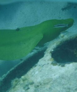 Fujifilm FinePix XP80 Waterproof Digital Camera with 2.7-Inch LCD (Yellow) Yellow 119 51bhPmJ7ufL