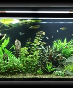 Fluval 88g-CO2 Bubble Counter - 3.1 Ounces 3.1 OZ 11 51bqHxiAw1L 1
