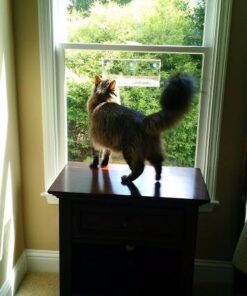 Window Bird Feeder with Strong Suction Cups, Clear Window Bird Feeders for Outside - Transparent Bird House, Balcony Glass Mount, Acrylic Cat, Kids & Elderly Viewing Clear Bird Feeder for Window Perch Large Ranch 57 51c0VhbOML