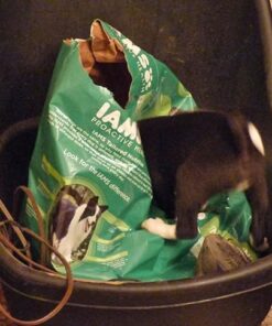 IAMS Adult Minichunks Small Kibble High Protein Dry Dog Food with Real Chicken, 30 lb. Bag,(Packaging may vary) 0 30 Pound (Pack of 1) 41 51cCzT9PqL