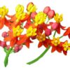 Bloodflower Milkweed - Asclepias curassavica - 80 Seeds, 1/2 Gram - B212 24 51cRTxh9EUL