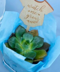 Succulents Plants Live (20PK) Potted Succulent Plants Live House Plants, Cactus Plants Live Plants Indoor Plants Live Houseplants, Indoor Plant Succulents Live Plant House Plant by Plants for Pets 20-PACK 58 51cVDuQbiTL