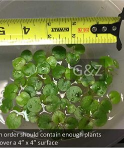 12 Amazon Frogbit (Limnobium Laevigatum), Live Aquarium/Aquatic Floating Plant by G&Z 26 51cZrxSzXwL
