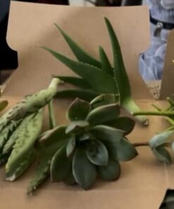 FATPLANTS 10 Living Succulent Cuttings 52 51ccrNyqgyL