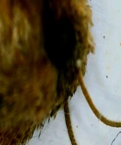 Wireless Digital Microscope, Skybasic 50X-1000X Magnification WiFi Portable Handheld Microscopes with Adjustable Stand HD USB Microscope Camera Compatible with iPhone Android iPad Windows Mac Computer Black 41 51ceLVJme7L