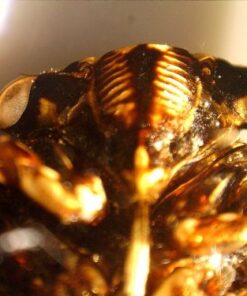 Celestron - 5 MP Digital Microscope Pro - Handheld USB Microscope Compatible with Windows PC and Mac - 20x-200x Magnification - Perfect for Stamp Collecting, Coin Collecting Handheld Digital Microscope Pro 62 51cv6cED oL