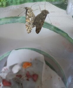 Painted Lady Butterfly Kit - Habitat, STEM Journal, & Voucher for Chrysalis Log & Caterpillars - Grow Your Own Butterfly Kit 46 51dRs3sFuXL 1