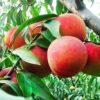 10 Seeds Dwarf Peach Fruit Tree Indoor/Outdoor 13 51dgLTVnmOL
