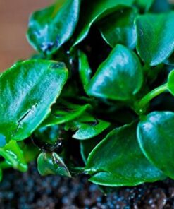 (Anubias Nana Petite Lava Stone) Anubias, Java Fern, Moss and More! Freshwater Live Aquarium Plants on Driftwood for Aquatic Tropical Fish Tank Decorations - Easy to Drop by Greenpro Anubias Petite Lava Stone 26 51dt3RiGpiL