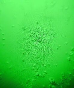 Fairhaven Health Fertile Focus Ovulation Test Kit - Women's Fertility Tracker and Predictor - 3 Days in Advance - Ovulation Kit - Accurate, Reusable Home Saliva Test - Results in Five Minutes 38 51e2drXhBOL