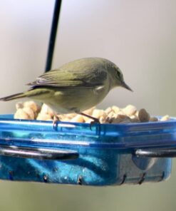 More Birds Dish SeedFeed, 1 Count (Pack of 1) 1 Count (Pack of 1) 49 51e4mFZWP L