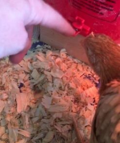 Backyard Barnyard 12 Pack Automatic Chicken Water Nipple Make Your Own Waterer Kit (Install Tools Included) Horizontal Clean Drinker Coop or Poultry Run Bebederos Gallinas Pollos Duck Quail 30 51eOyWq2AML