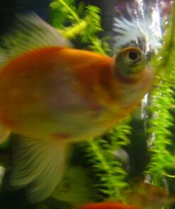 Tetra Goldfish Flakes, Nutritionally Balanced Diet For Aquarium Fish, Vitamin C Enriched Flakes, 4.52 lbs oz 38 51eXYaqHdbL