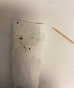 Gardner - Fly Traps Indoor for Home, Indoor Bug Trap, Plug in Bug Catcher Indoor, Fly Catcher Indoor, Gnat Traps for House Indoor Plug in, Fruit Fly Traps for Indoors, Flying Insect Trap Indoor(Grey) Light Grey 33 51f4clMk6VL