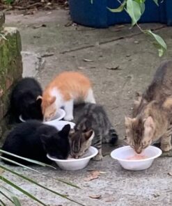 Purina Friskies Pate - (2 Packs of 12) 5.5 oz. Cans 5.50 Ounce (Pack of 24) Pate Variety Pack 41 51fYFijP9L