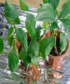 NAVAdeal 2 Pack Silver Highly Reflective Mylar Films, 82x 47Inch, Metallized Foil Covering Sheet, Garden Greenhouse Farming, Increase Plant Growth Save Power, Reduce Uneven Heat Environment Safe Pack of 2 30 51foa6u AHS