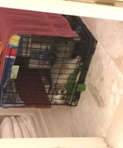 KONG - Cozie Ali Alligator - Indoor Cuddle Squeaky Plush Dog Toy - For Medium Dogs Standard Packaging 39 51fsaVCzxcL