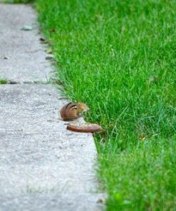 Nikon AF-S DX NIKKOR 55-300mm f/4.5-5.6G ED Vibration Reduction Zoom Lens with Auto Focus for Nikon DSLR Cameras Lens Only 30 51gSMXpw0 L