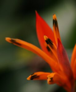 Oshiro 60mm f/2.8 2:1 LD UNC Manual Ultra-Macro Lens Compatible with Sony E-Mount a9, a7r, a7s, a7, a6600, a6500, a6400, a6300, a6000, a5100, a5000, a3500, a3000 Mirrorless Cameras (EOS-E) 83 51gjjPGi1gL